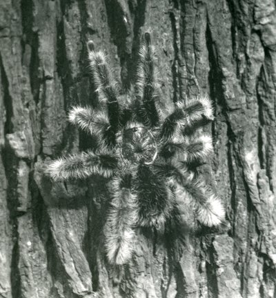 Tarántula Chevron de Trinidad en la corteza de un tronco de árbol, Zoológico de Londres, octubre de 1926 de Frederick William Bond