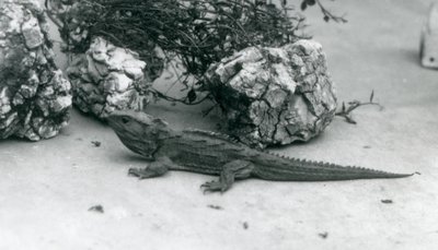 Un tuatara en el Zoológico de Londres en 1927 de Frederick William Bond