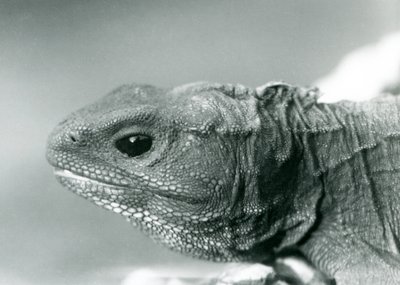 Un tuátara en el Zoológico de Londres en 1928 (foto en blanco y negro) de Frederick William Bond