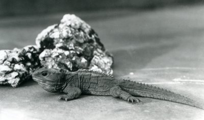 Un tuátara, acostado frente a una roca, en el Zoológico de Londres en 1928 de Frederick William Bond