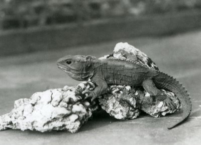Un tuátara, acostado sobre una roca, en el Zoológico de Londres en 1929 (foto en blanco y negro) de Frederick William Bond