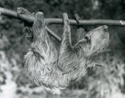 Un perezoso de dos dedos colgando de una rama cortada, Zoológico de Londres, 1927 de Frederick William Bond