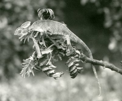 Un camaleón velado o de Yemen al final de una rama frondosa en el Zoológico de Londres, junio de 1924 de Frederick William Bond