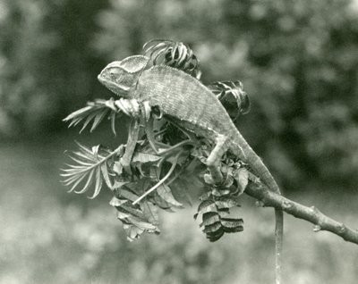 Un camaleón velado o de Yemen al final de una rama frondosa en el Zoológico de Londres, junio de 1924 de Frederick William Bond
