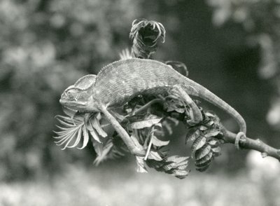 Un camaleón velado o de Yemen se aferra al final de una rama frondosa con su cola prensil, Zoológico de Londres, junio de 1924 de Frederick William Bond