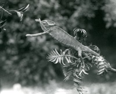 Un camaleón velado o de Yemen se encuentra en una rama frondosa y se extiende hacia otra, Zoológico de Londres, junio de 1924 de Frederick William Bond