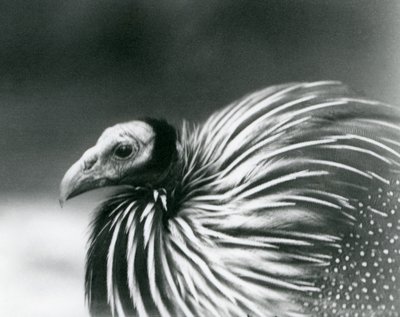 Una pintada vulturina en el Zoológico de Londres en 1927 de Frederick William Bond