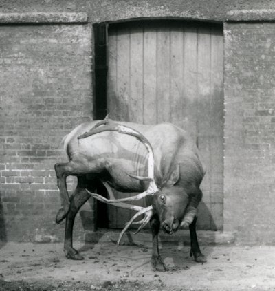 Un ciervo Wapiti en su recinto en el Zoológico de Londres en septiembre de 1927 de Frederick William Bond