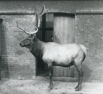 Un ciervo Wapiti en su recinto en el Zoológico de Londres en septiembre de 1927 de Frederick William Bond
