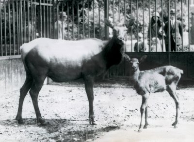 Un wapití/ciervo con su cervatillo en su corral con visitantes mirando a través de las barras, Zoológico de Londres de Frederick William Bond