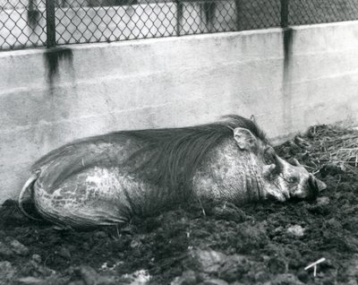 Un jabalí durmiendo en el barro, Zoológico de Londres, julio de 1927 de Frederick William Bond