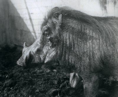 Un jabalí en el barro, Zoológico de Londres, 1927 de Frederick William Bond