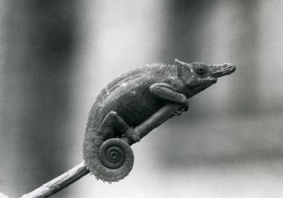 Un camaleón de dos cuernos de Usambara Occidental, Zoológico de Londres, 1927 de Frederick William Bond