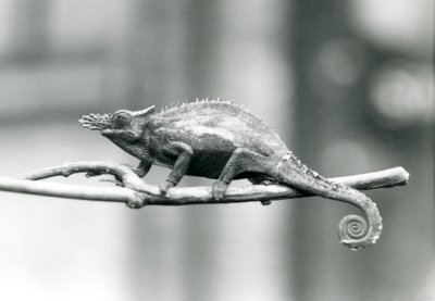 Un camaleón de dos cuernos de Usambara Occidental, Zoológico de Londres, 1927 de Frederick William Bond
