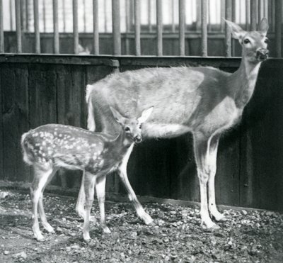 Un Venado de Cola Blanca de Virginia con su cervatillo en el Zoológico de Londres en agosto de 1927 de Frederick William Bond