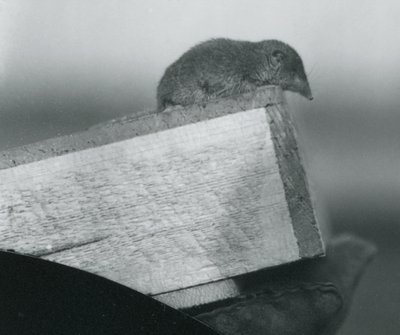 Una musaraña de dientes blancos mirando desde el borde de una caja de madera sostenida por la mano enguantada de un cuidador en el Zoológico de Londres, abril de 1917 de Frederick William Bond