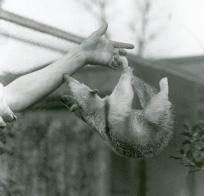 Un joven tamandúa collares colgando de los dedos de su cuidador con su cola prensil mientras intenta agarrarse al brazo del cuidador, Zoológico de Londres, abril de 1925 de Frederick William Bond