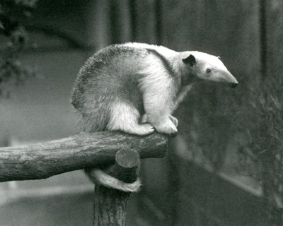 Un joven tamandúa collares sentado al final de una rama agarrándose con su cola prensil, Zoológico de Londres, 24 de abril de 1925 de Frederick William Bond