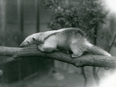 Un joven tamandúa collares caminando por una rama en el Zoológico de Londres, 24 de abril de 1925 de Frederick William Bond