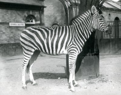 Una cebra en el corral fuera de la Casa de las Cebras en el Zoológico de Londres en 1925 de Frederick William Bond