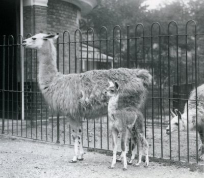 Una cría de llama con su madre en el zoológico de Londres, 1926 de Frederick William Bond