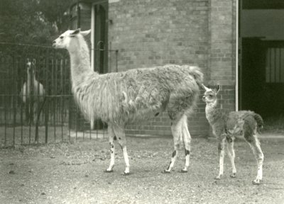 Una cría de llama con su madre en el Zoológico de Londres, 1927 de Frederick William Bond
