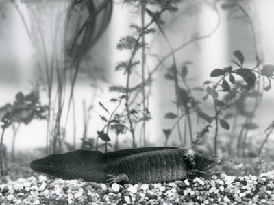 Un Axolote Negro/Salamandra Mexicana descansando sobre grava en el fondo de un tanque en el Zoológico de Londres en 1928 de Frederick William Bond