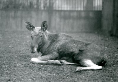 Alce macho mostrando las cicatrices de sus astas recién caídas, acostado en el Zoológico de Londres, enero 1926 de Frederick William Bond