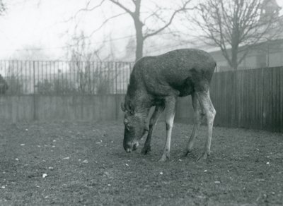 Un alce/toro alce en su corral se inclina hacia la hierba, Zoológico de Londres, enero de 1926 (foto en blanco y negro) de Frederick William Bond