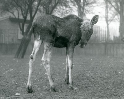 Alce macho con heridas de astas recién caídas, de pie en el Zoológico de Londres, enero 1926 de Frederick William Bond