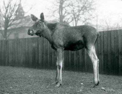 Alce macho con heridas de astas recién caídas, de pie en el Zoológico de Londres, enero 1926 de Frederick William Bond