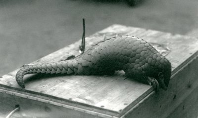 Un pangolín chino en peligro crítico asomándose sobre el borde de la caja de madera en la que está sentado, Zoológico de Londres, julio de 1925 de Frederick William Bond