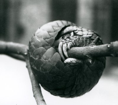 Un pangolín chino en peligro crítico descansando, enrollado alrededor de una rama horizontal, Zoológico de Londres, antes de 1930 de Frederick William Bond