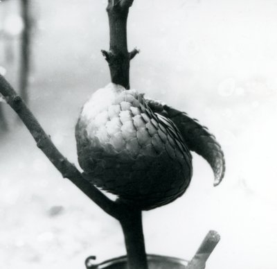 Un pangolín chino en peligro crítico de extinción descansando, enrollado alrededor de una rama vertical, Zoológico de Londres, julio de 1925 de Frederick William Bond