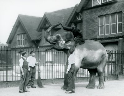 Un Elefante Indio decorado, con tres cuidadores y entrenador, fuera de la Casa del Elefante en el Zoológico de Londres en 1927 de Frederick William Bond