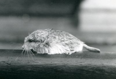 Un gerbo de cola gorda / duprasi, Zoológico de Londres, julio de 1925 (foto en blanco y negro) de Frederick William Bond