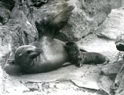 Una leona de California acostada en una terraza rocosa, mientras alimenta a su cría, Zoológico de Londres, julio de 1925 de Frederick William Bond