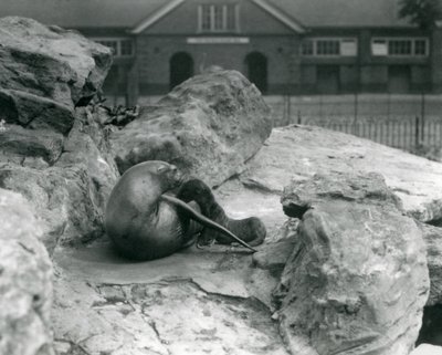 Una leona de California acostada en una terraza rocosa, mientras alimenta a su cría, Zoológico de Londres, julio de 1925 de Frederick William Bond