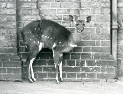 Una hembra de bushbuck del Cabo contra una pared en el Zoológico de Londres en octubre de 1927 de Frederick William Bond