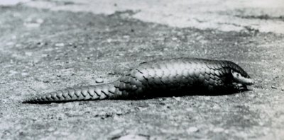 Un pangolín chino hembra en el Zoológico de Londres en agosto de 1925 de Frederick William Bond