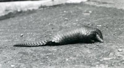 Un pangolín chino hembra en el Zoológico de Londres en agosto de 1925 de Frederick William Bond