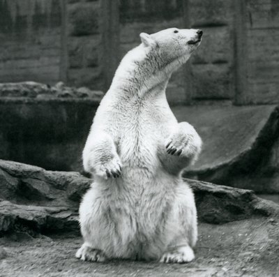 Una osa polar sentada en sus cuartos traseros en las terrazas Mappin en el Zoológico de Londres en septiembre de 1928 de Frederick William Bond