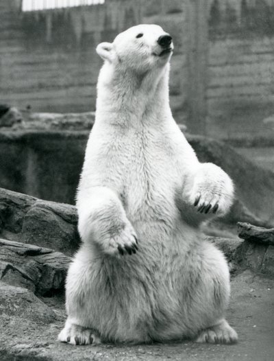Una osa polar sentada en sus cuartos traseros en las terrazas Mappin en el Zoológico de Londres en septiembre de 1928 de Frederick William Bond