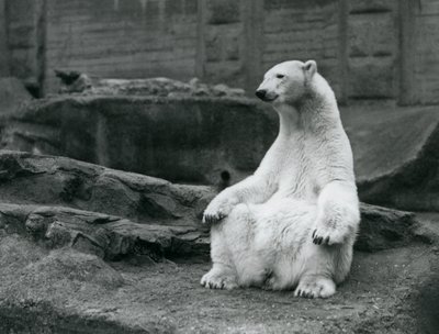 Una osa polar sentada en sus cuartos traseros en las terrazas Mappin en el Zoológico de Londres en septiembre de 1928 de Frederick William Bond