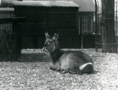 Antílope acuático hembra en su recinto en el Zoológico de Londres, junio de 1924 de Frederick William Bond
