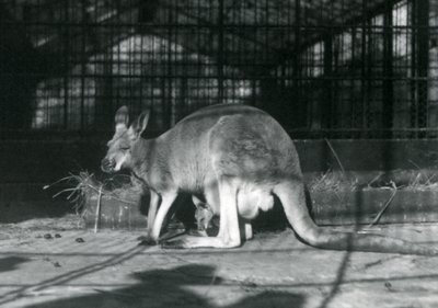 Una canguro roja hembra con su cría en su bolsa, Zoológico de Londres, 1922 de Frederick William Bond