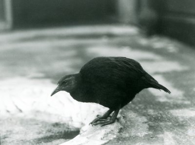 Una gallina weka maorí sin vuelo en el Zoológico de Londres en 1927 de Frederick William Bond