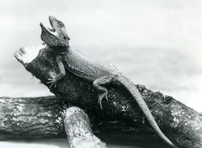 Un dragón barbudo con la boca abierta aferrado a un tronco, Zoológico de Londres, agosto de 1928 de Frederick William Bond