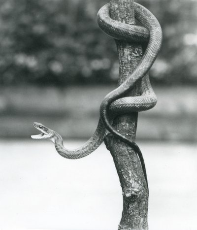 Una serpiente rata de Texas enrollada alrededor de una rama vertical en el Zoológico de Londres en agosto de 1928 (foto en blanco y negro) de Frederick William Bond