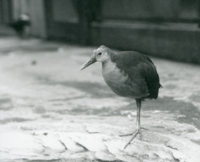 Un rascón de cuello gris o rascón de capucha gris (Aramides cajaneus) de pie sobre una pierna en el Zoológico de Londres en septiembre de 1927 de Frederick William Bond